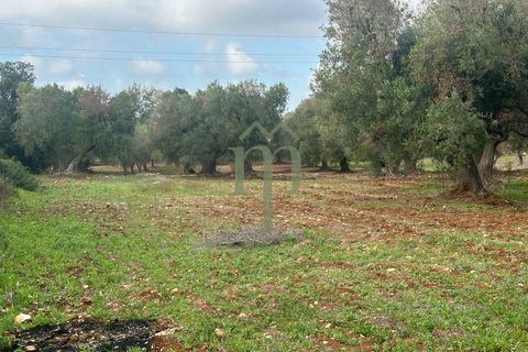Terra a Carovigno, Brindisi, Carovigno - € 16.000 | Ref: Terreno Arrighi - foto 5